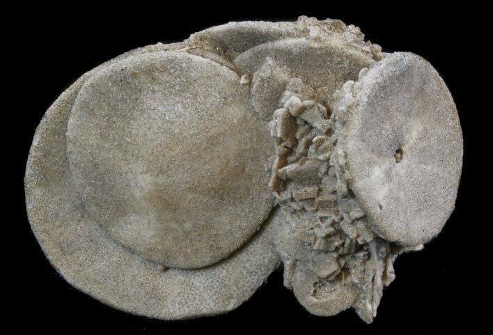 Fossil Sand Dollar (Dendraster) Cluster - California #34352